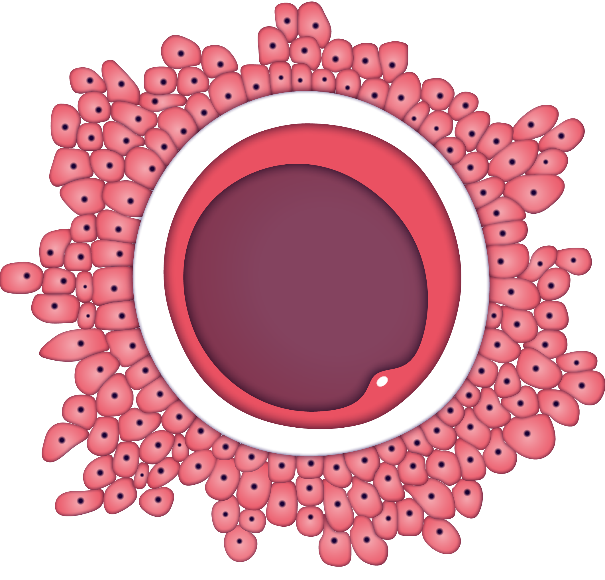 Ovule