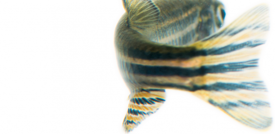 The zebrafish — danio rerio